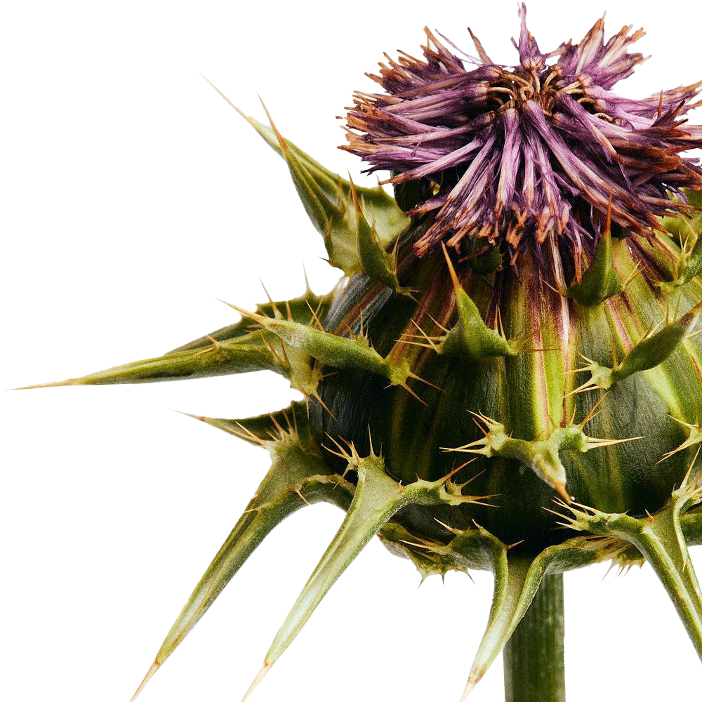 milk thistle ingredient
