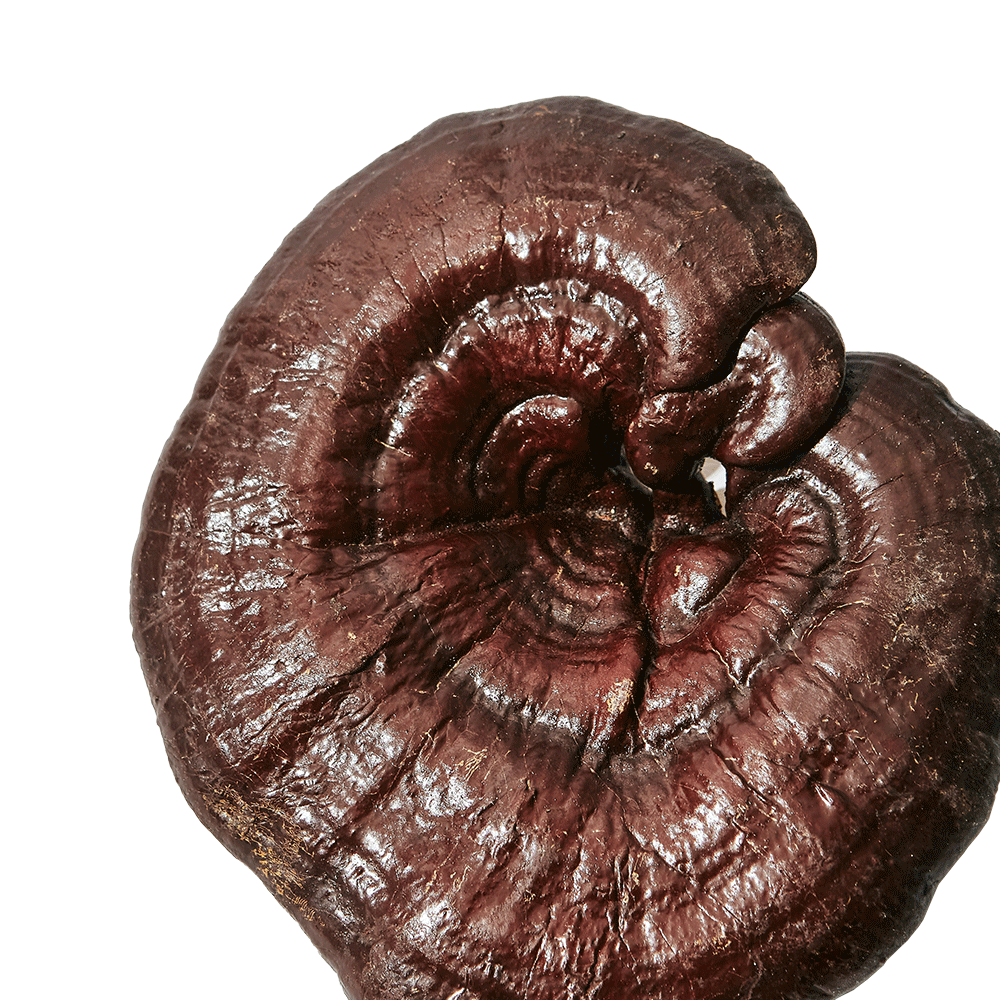 reishi mushroom hangover cure ingredients