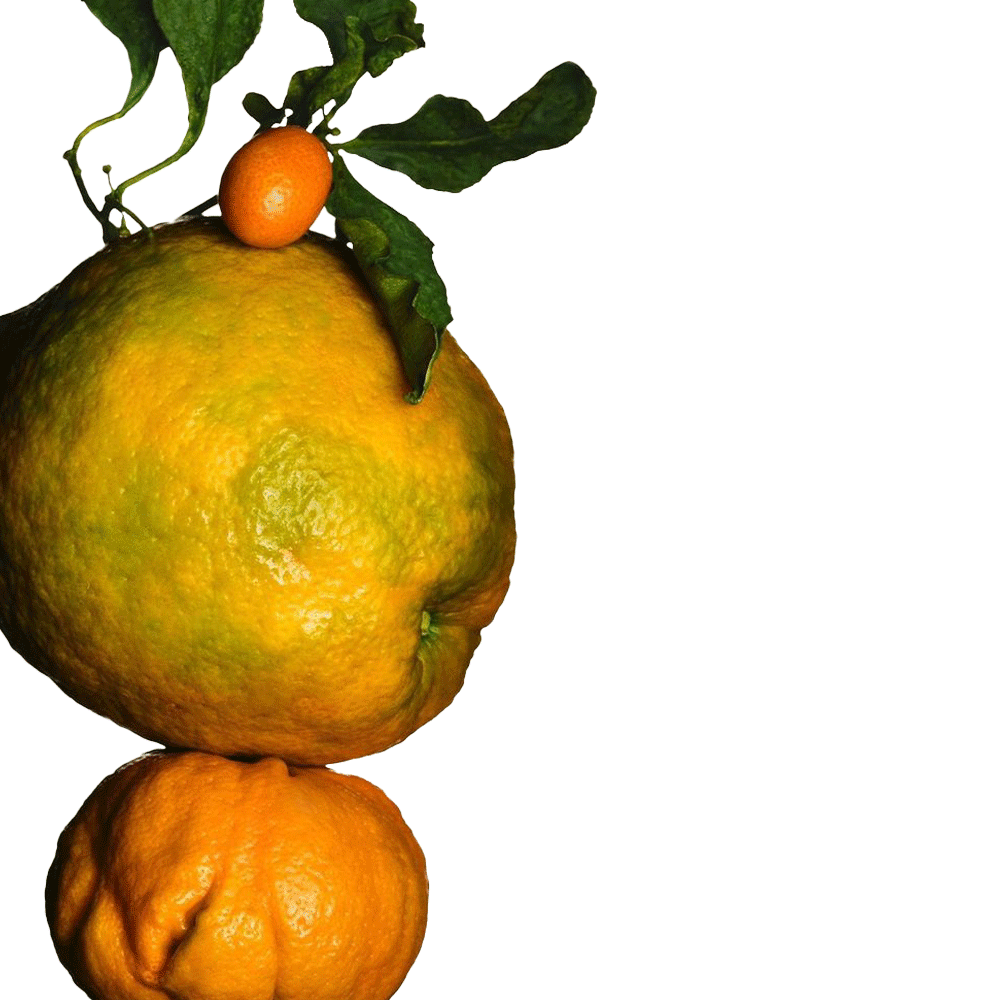 oranges vitamin c ingredients
